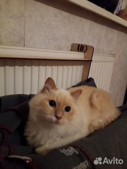 Передержка кошек животных пушистиков