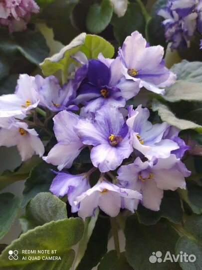 Сортовые фиалки