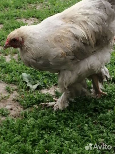 Цыпленок брама