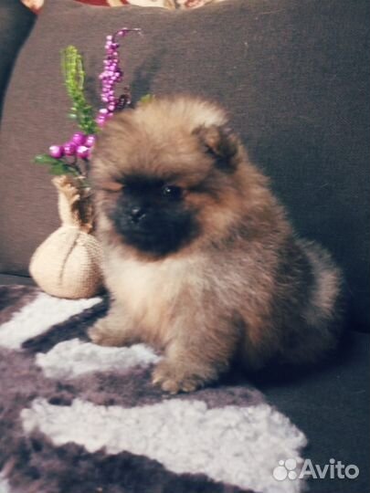 Супер мишки