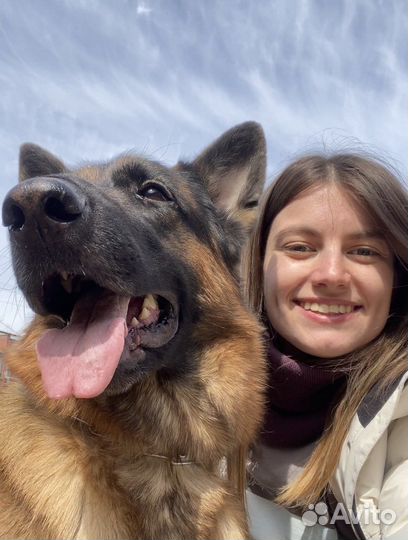 Выгул собак. Присмотр за питомцем на дому