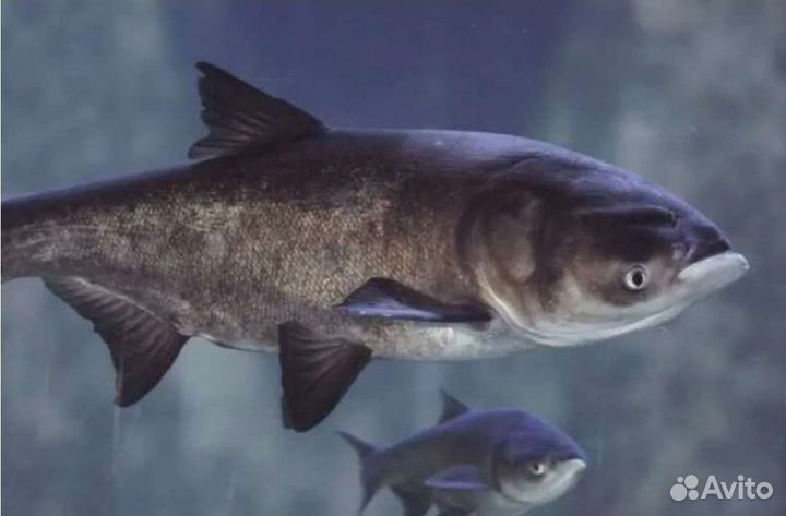 Живая рыба карп толстолобик амур