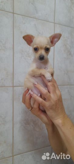 Той-терьер девочка