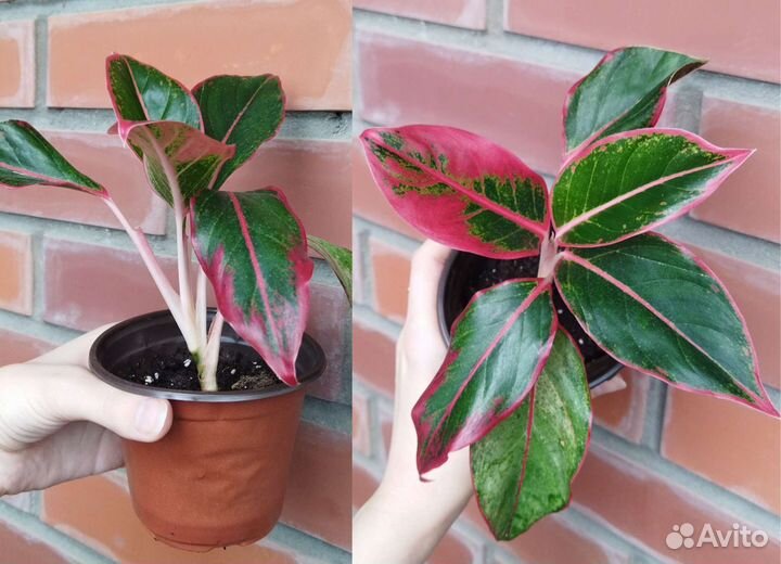 Аглаонемы взрослые и детки