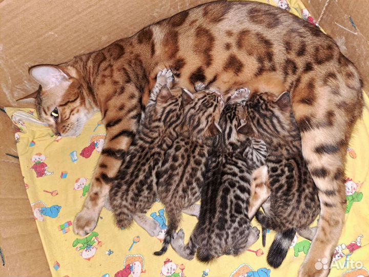 Бенгальские котята
