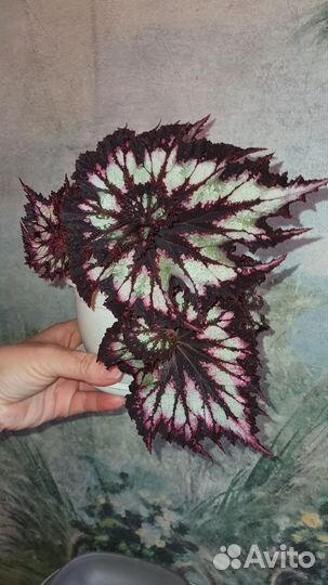 Бегонии сортовые