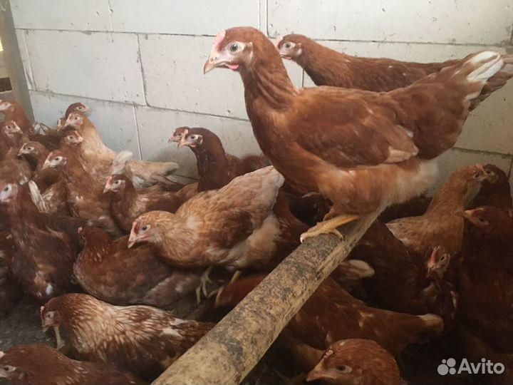 Куры молодки