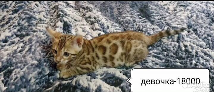 Бенгальский котëнок