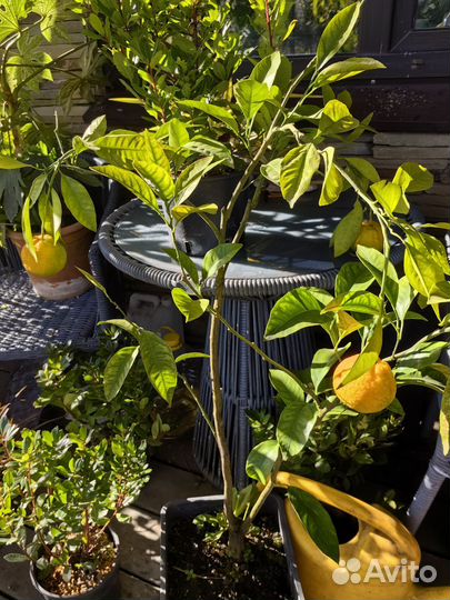 Кумкват. Лимон.мандарин.апелсин.взрослие от 8 г