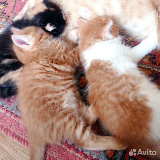 Котята в добрые руки