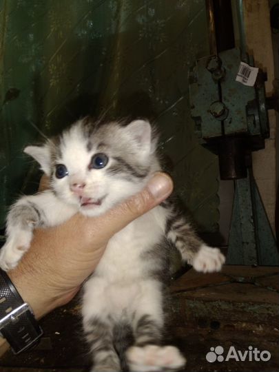 Котенок в добрые руки