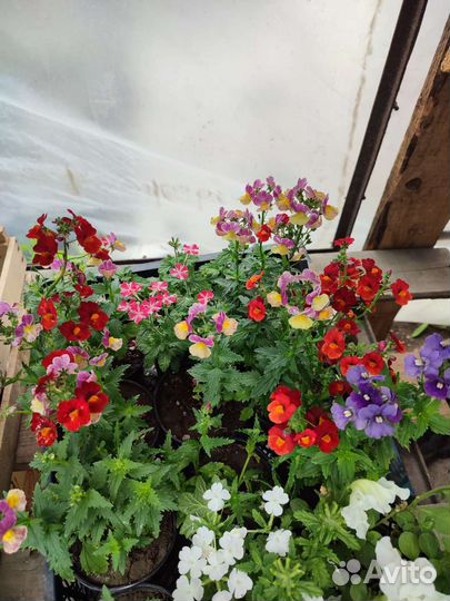 Рассада садовых цветов
