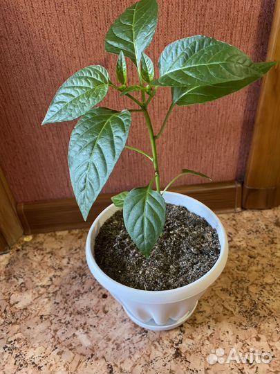 Эписция,фуксия