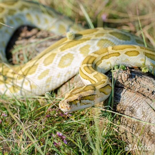 Животные для фотосессий