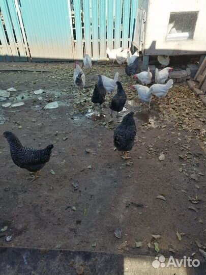 Курицы