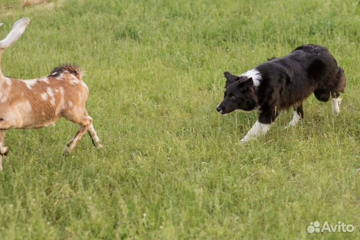 Бордер колли