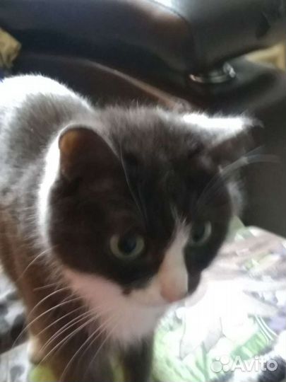 Кошка в дар