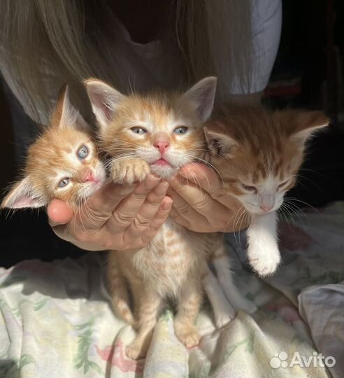 Рыженькие котята