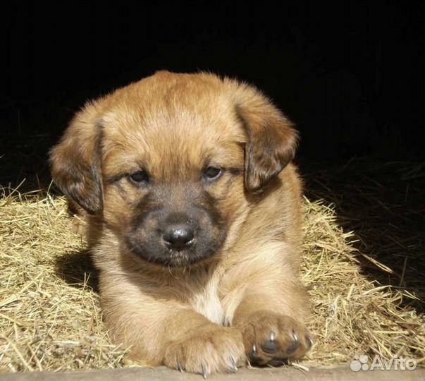 Щенок дворняшка