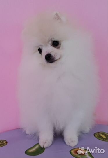 Немецкий шпиц