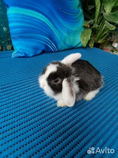 Малыши вислоухие карликовые