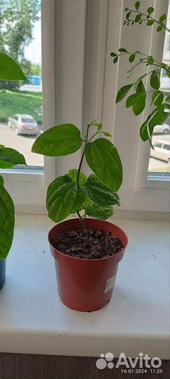 Клеродендрум томпсон