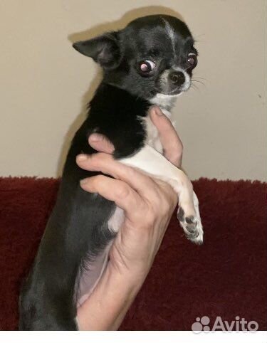 Чихуахуа девочка mini