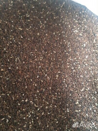 Семена фацелии