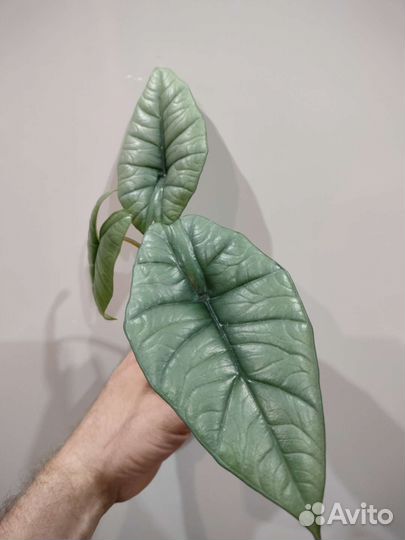 Диффенбахия Камуфляж и другие