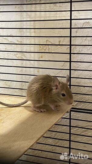 Дегу бельчата 2 мальчика, 2 девочки