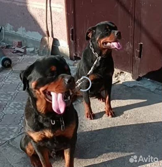Щенки ротвейлера продажа