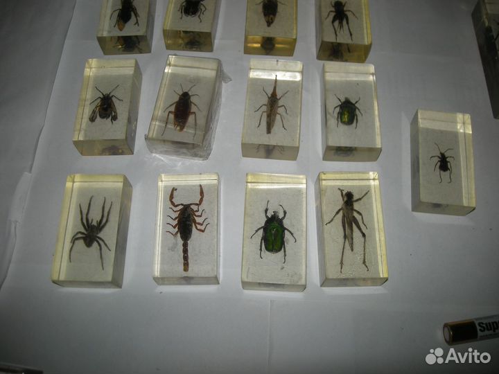 Насекомые в стекле самовывоз