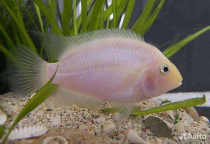 Хромис красавец