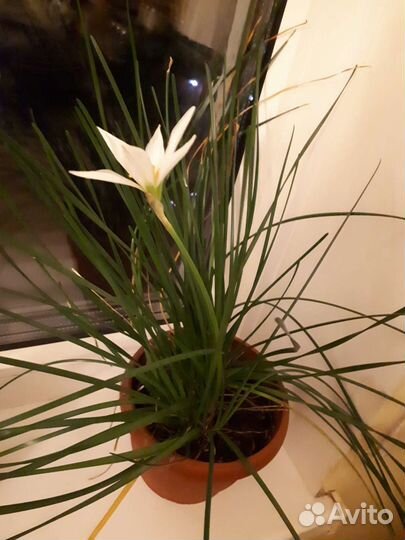 Цветы комнатные в горшочках в удобренной земле