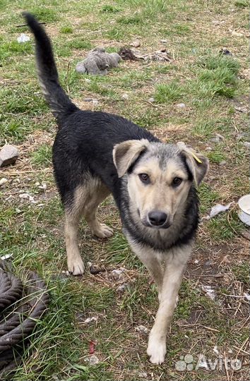 Собака в добрые руки девочка стерилизованная