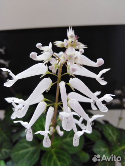 Комнатные растения-2