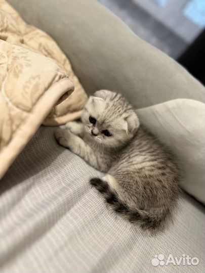 Шотландские котята, девочки