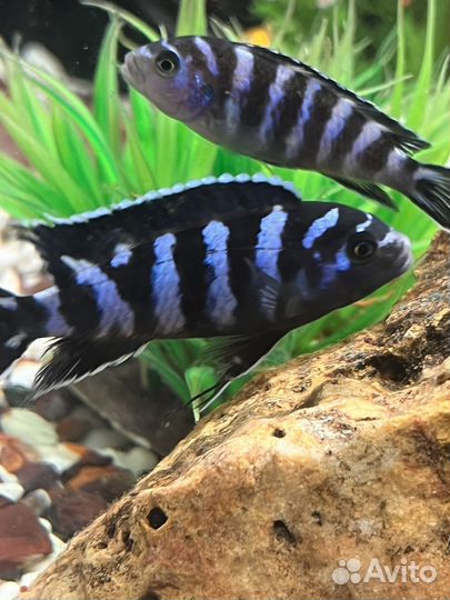 Малавийские цихлиды рыбки, сом птерегоплихт