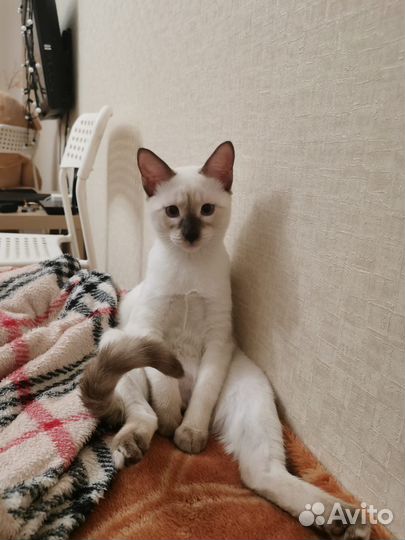 Кошка в дар бесплатно