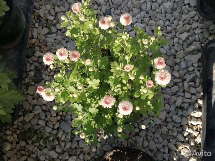 Хризантемы