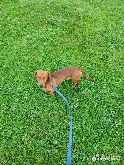 Собаки бесплатно маленькие