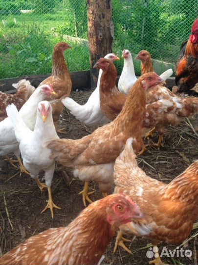 Молодка, куры, несушки