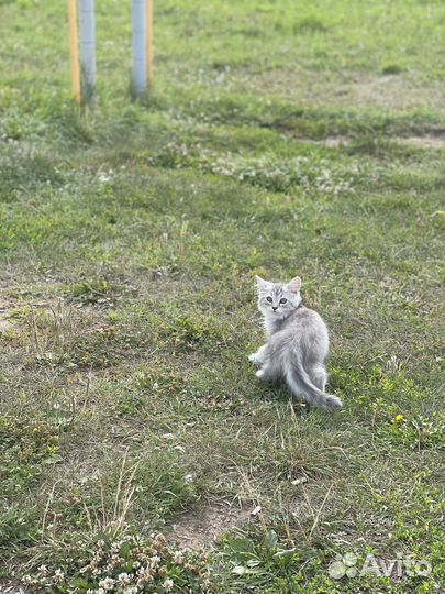 Кошка