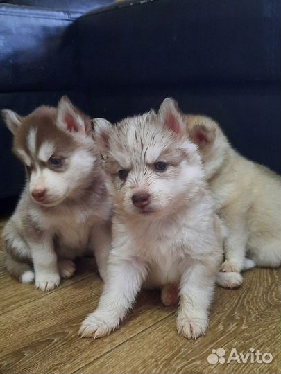 Щенки сибирский хаски