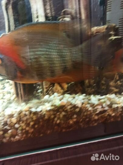 Северум Роткейл