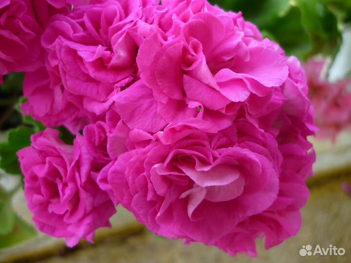 Пеларгония. Герань