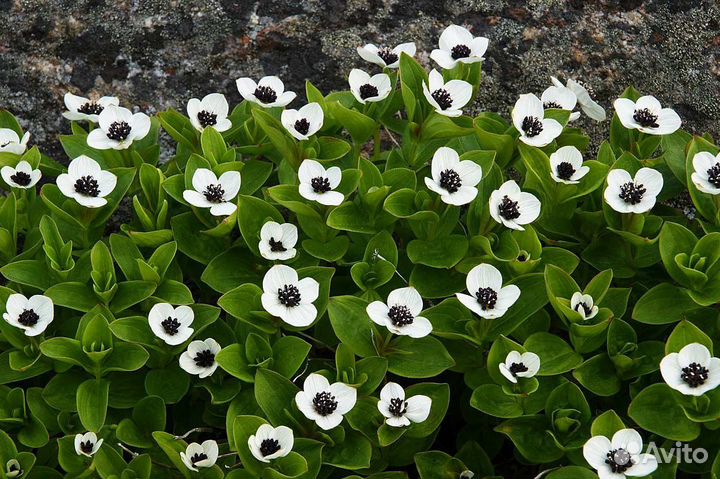 Редкие садовые растения