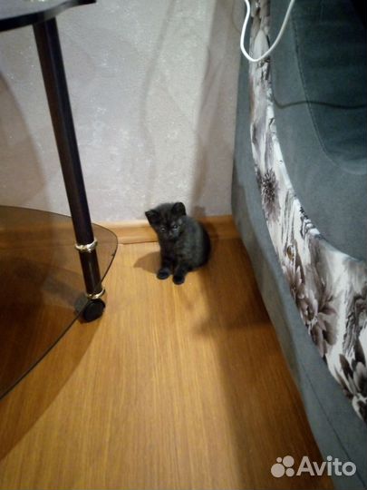 Британские кошка
