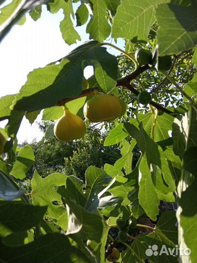 Редкие сорта плодовых деревьев. Саженцы