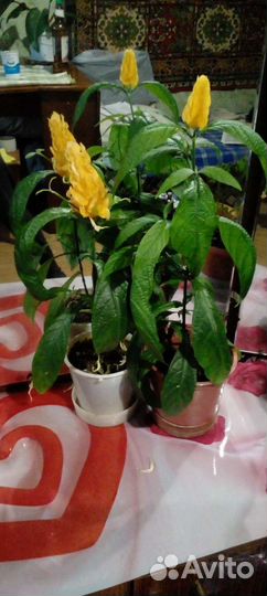 Комнатные растения